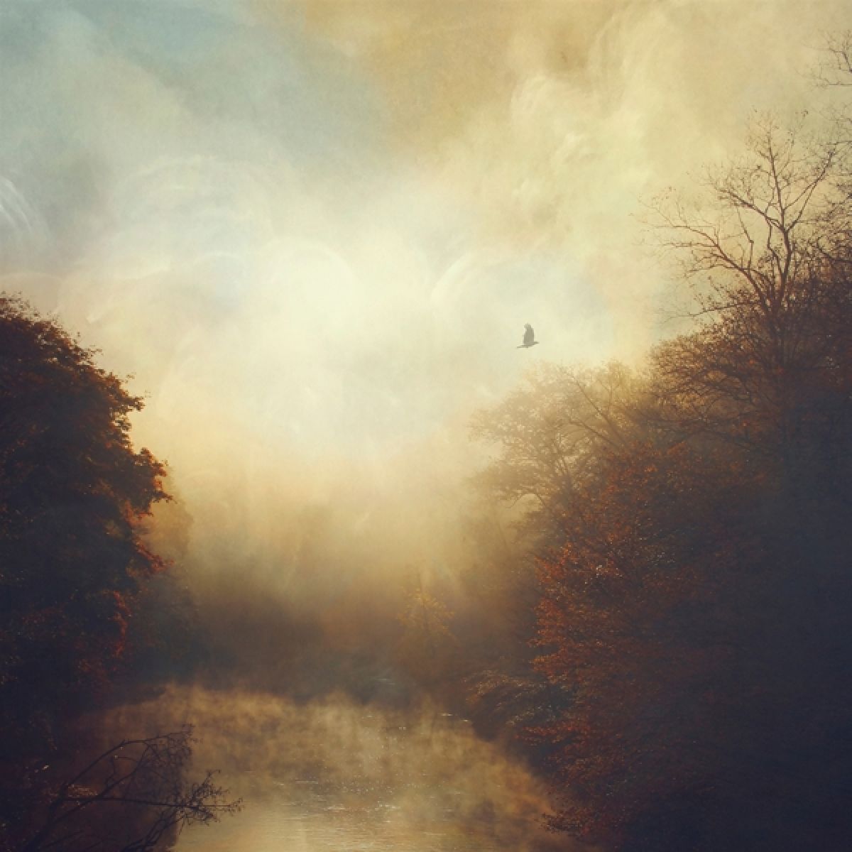 Afbeelding van Stray Theories - This Light