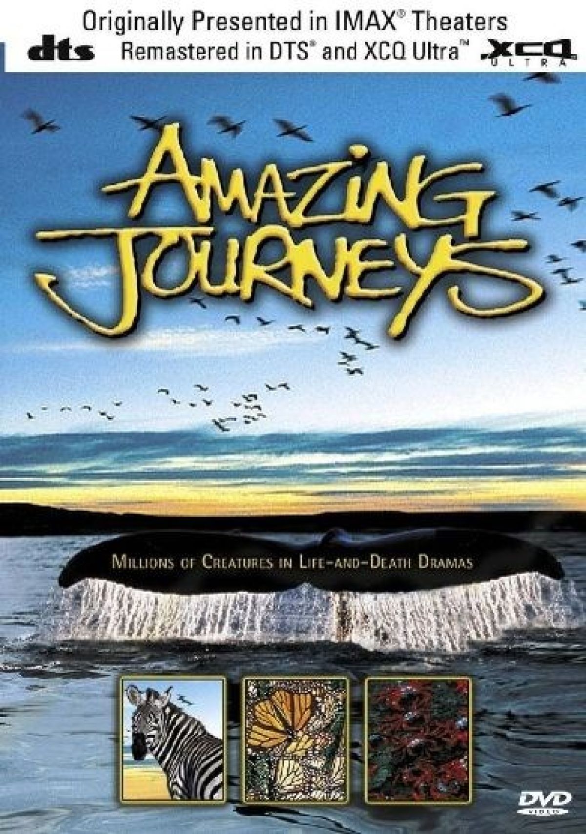 Amazing journeys 