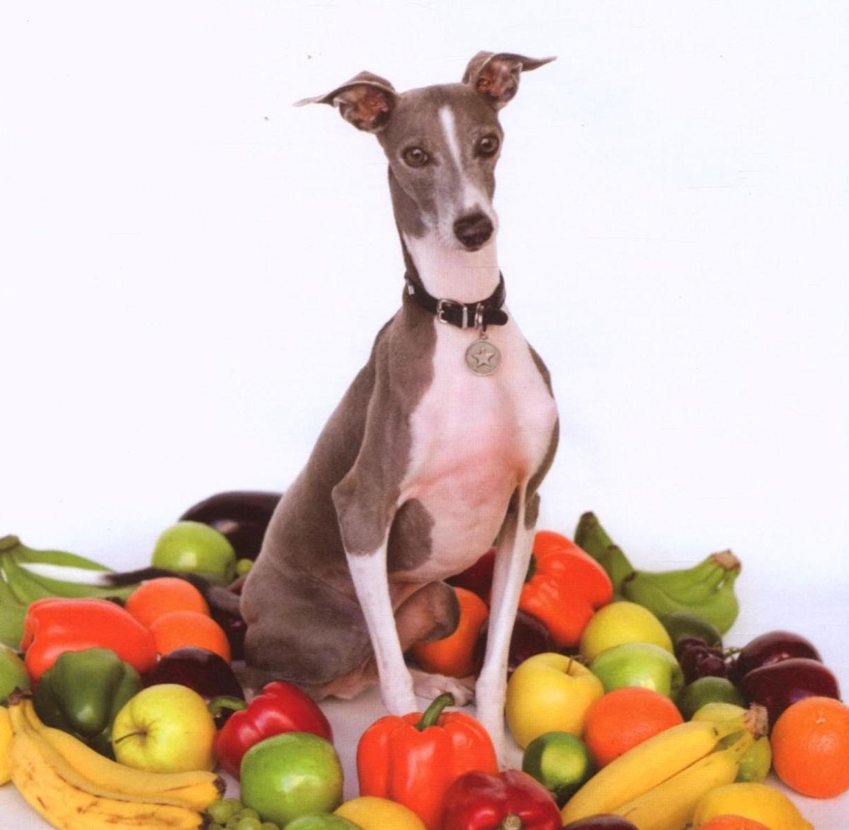 Afbeelding van Shellac - Excellent Italian Greyhound