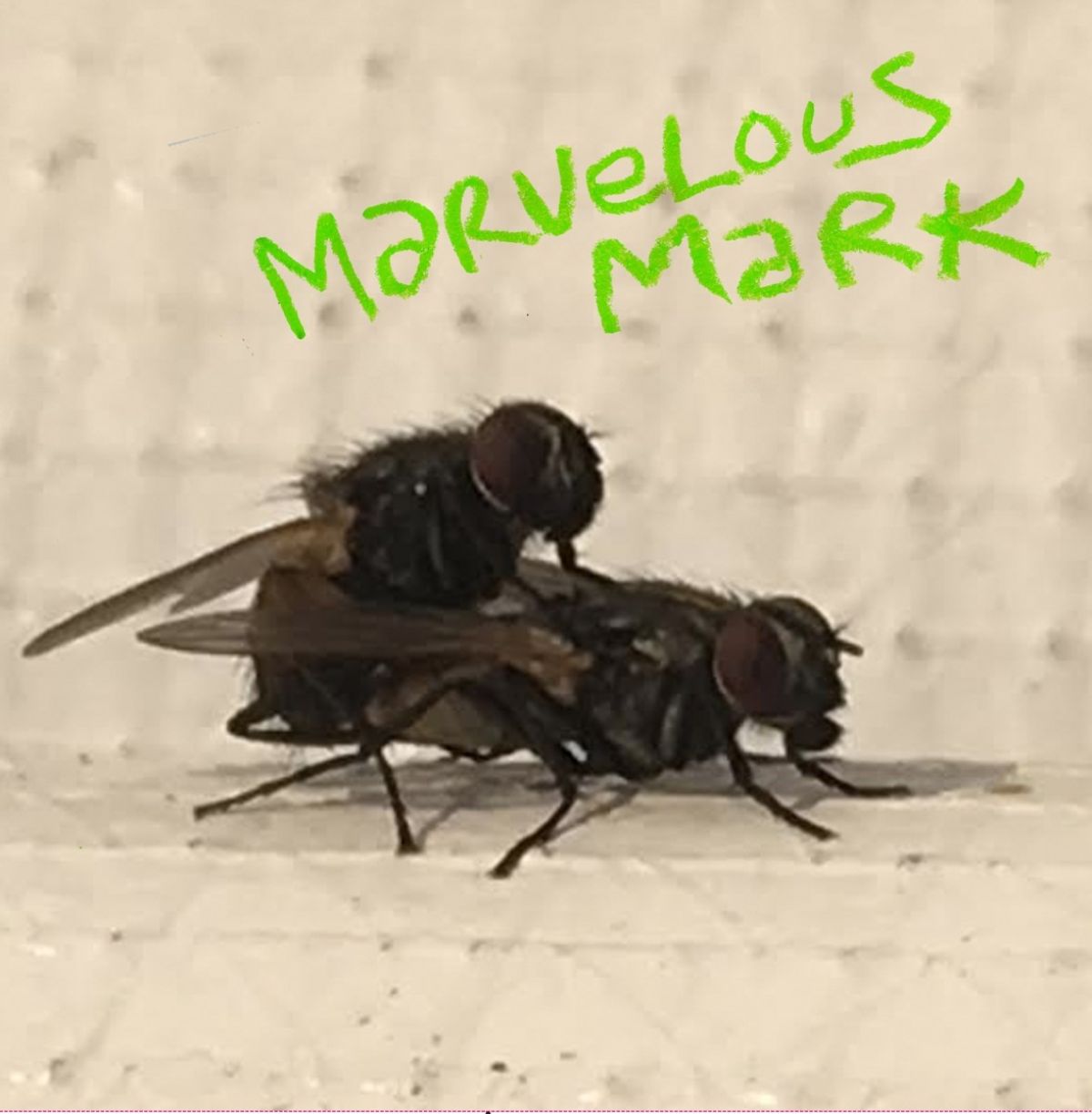 Marvelous Mark - Buzzin'