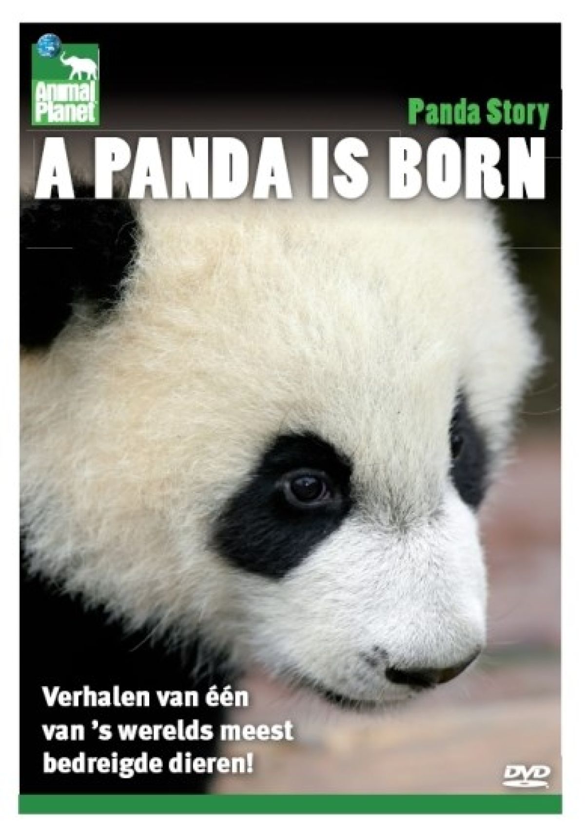 Panda is born