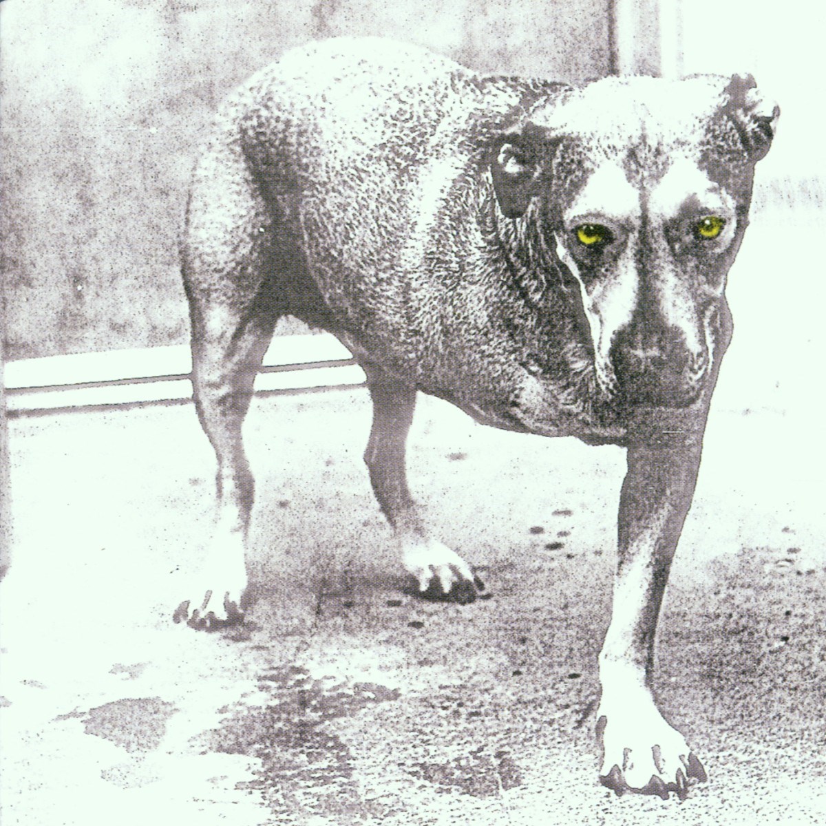 Afbeelding van Alice In Chains - Alice In Chains