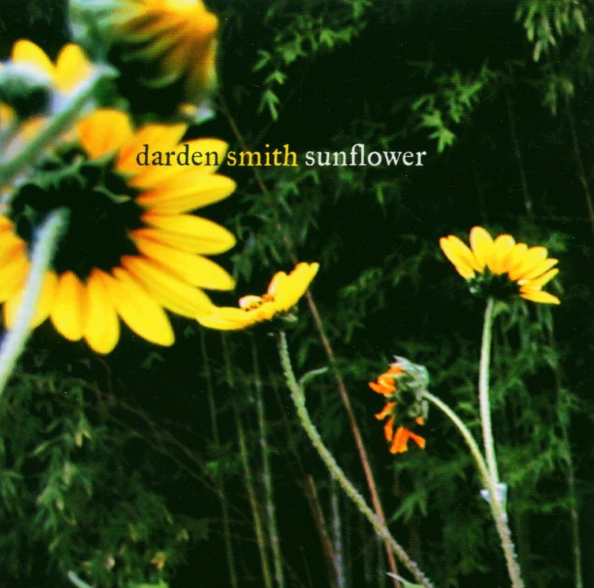 Afbeelding van Darden Smith - Sunflower