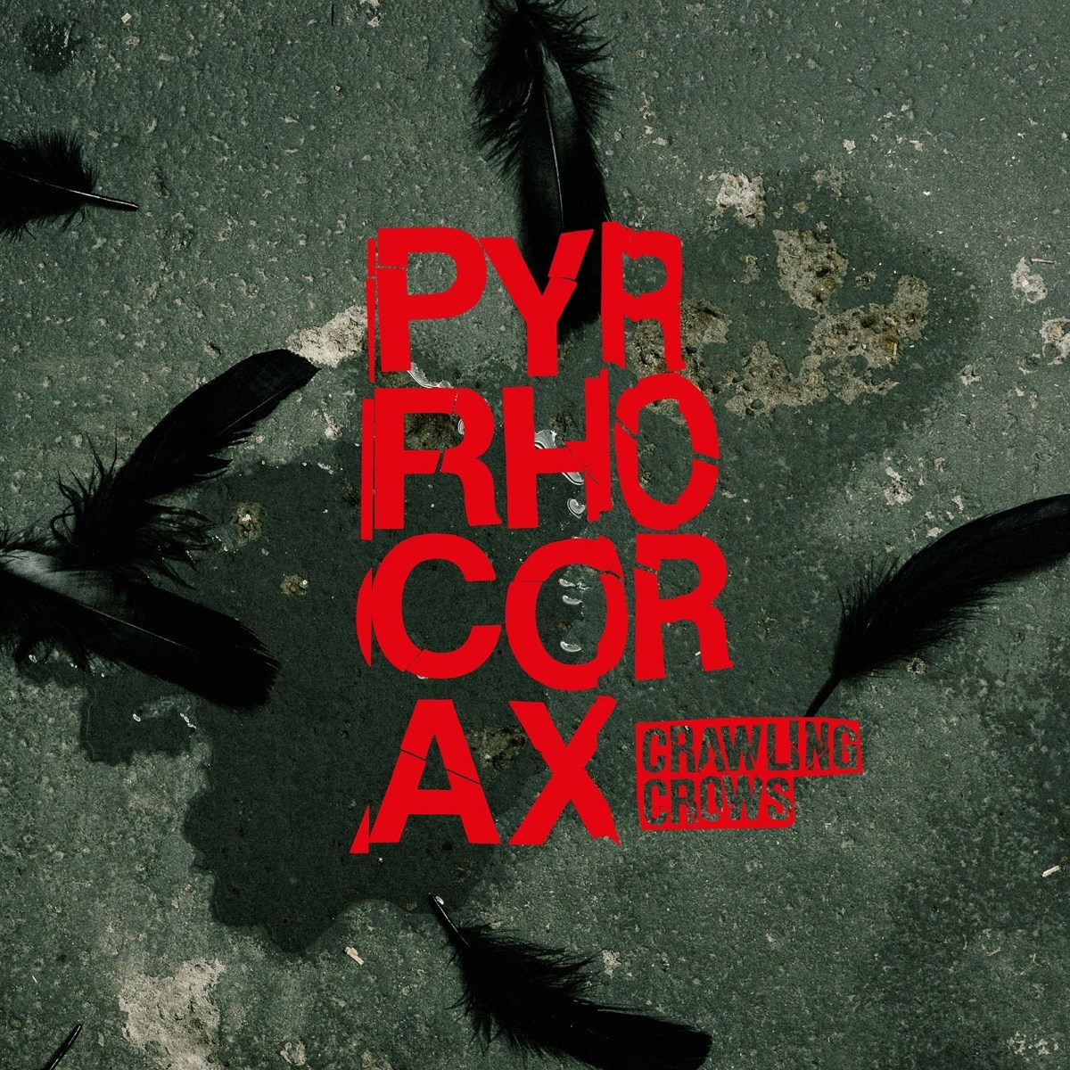 Afbeelding van Crawling Crows - Pyrrhocorax