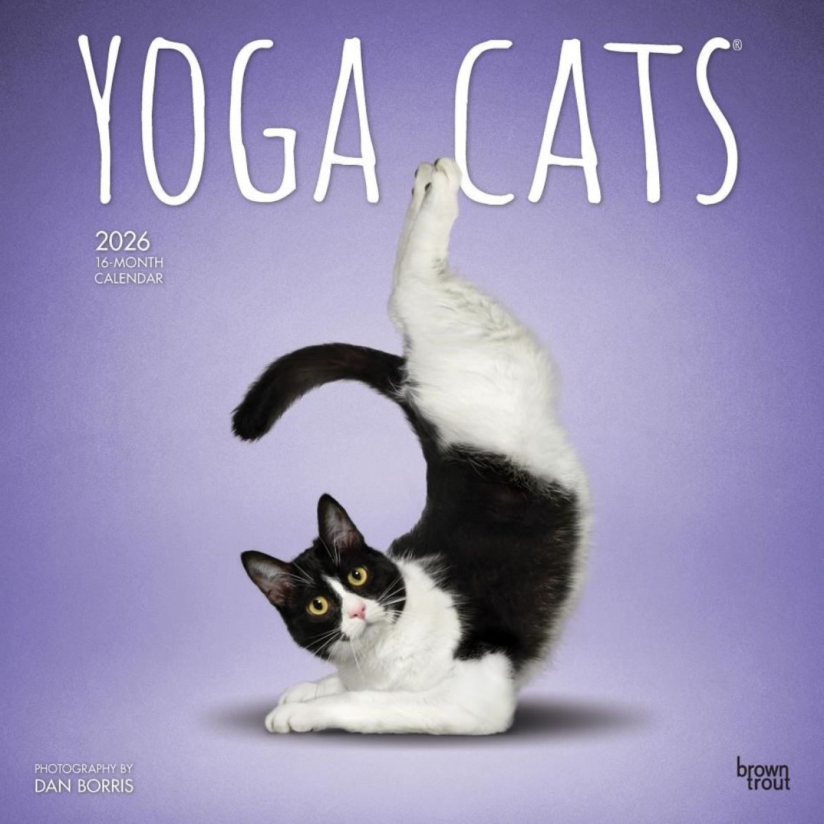 Afbeelding van Kalender 2026 - Yoga Cats bt