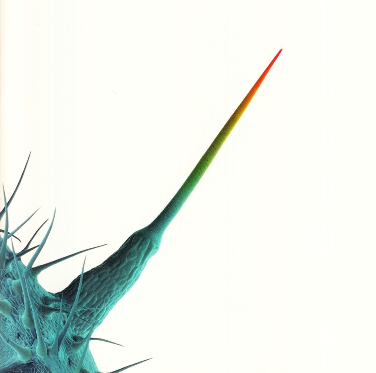 Afbeelding van Peter Gabriel - Scratch My Back / And I'll Scratch Yours