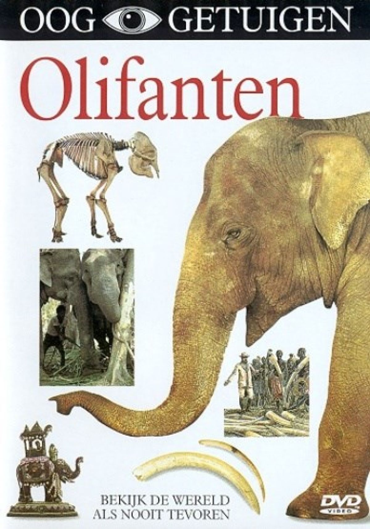 Afbeelding van Ooggetuigen - Olifanten