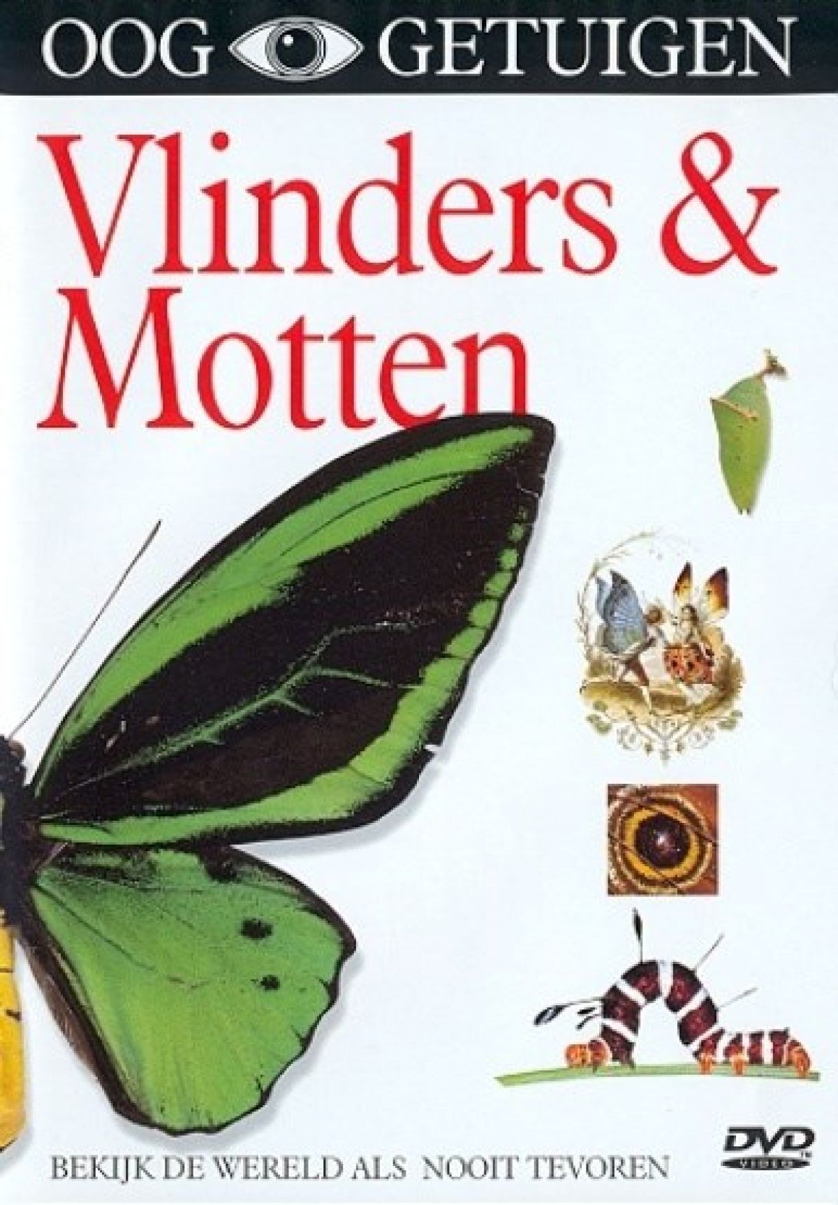 Ooggetuigen - Vlinders & Motten