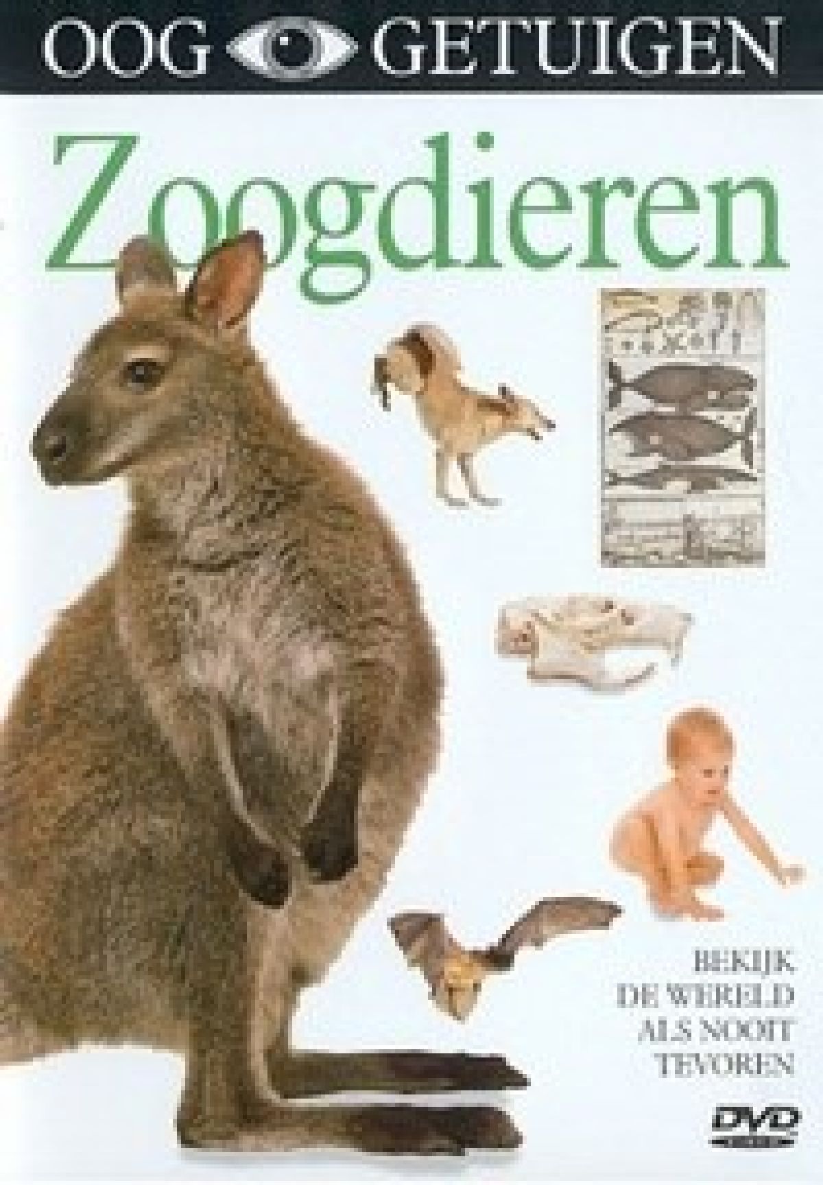 Ooggetuigen - Zoogdieren