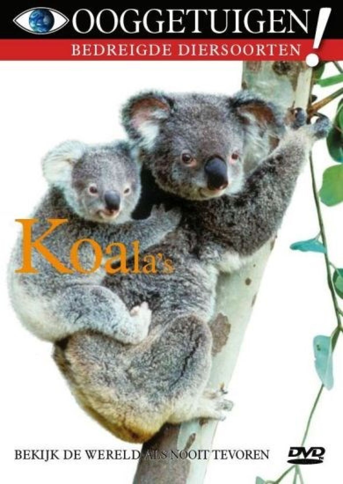 Ooggetuigen - Koala's