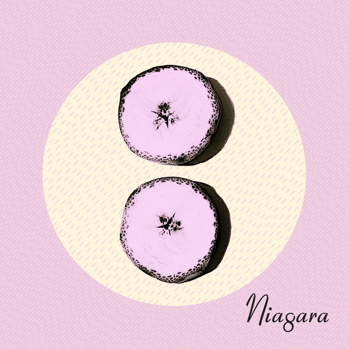 Afbeelding van Niagara - Otto