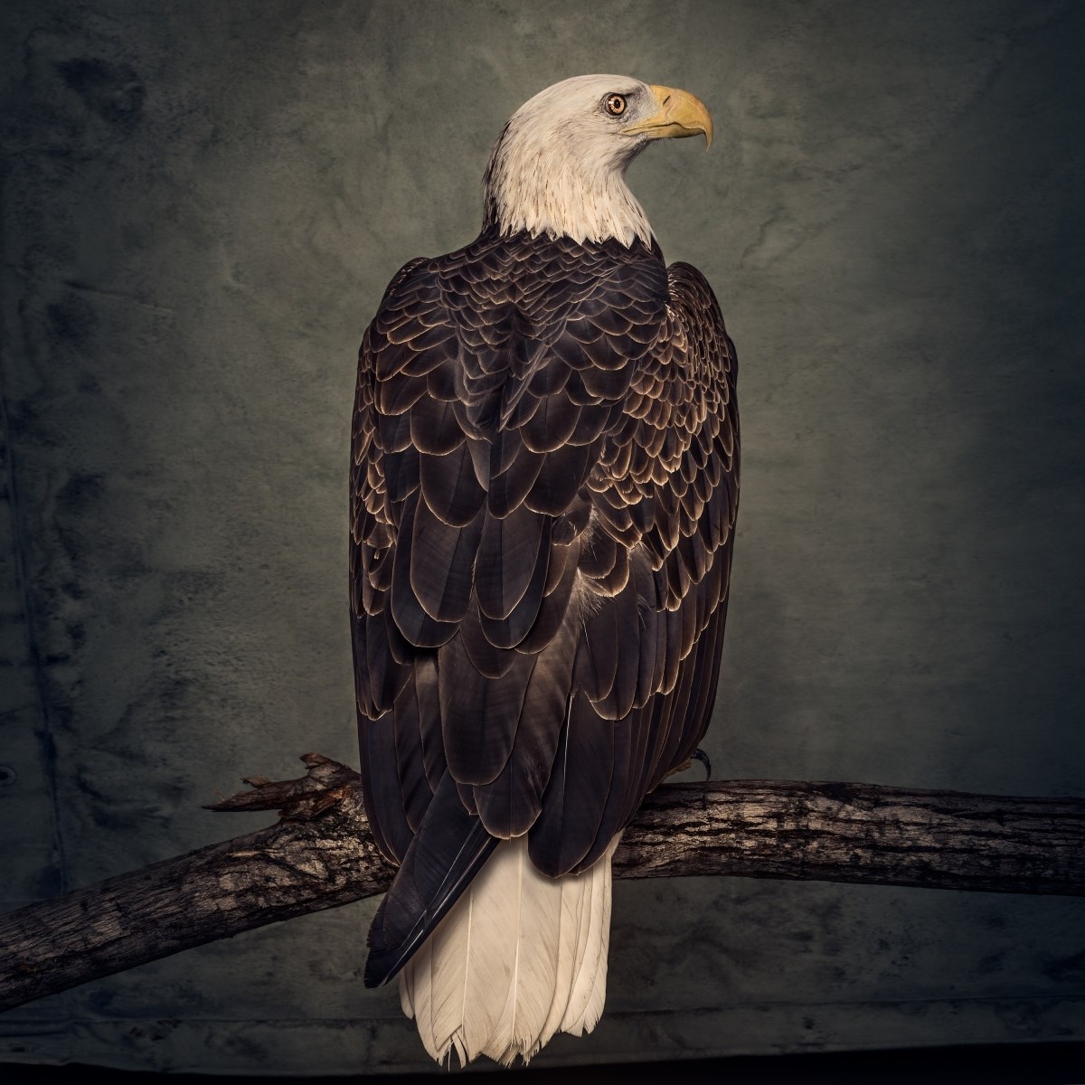 Afbeelding van Clutch - Book Of Bad Decisions