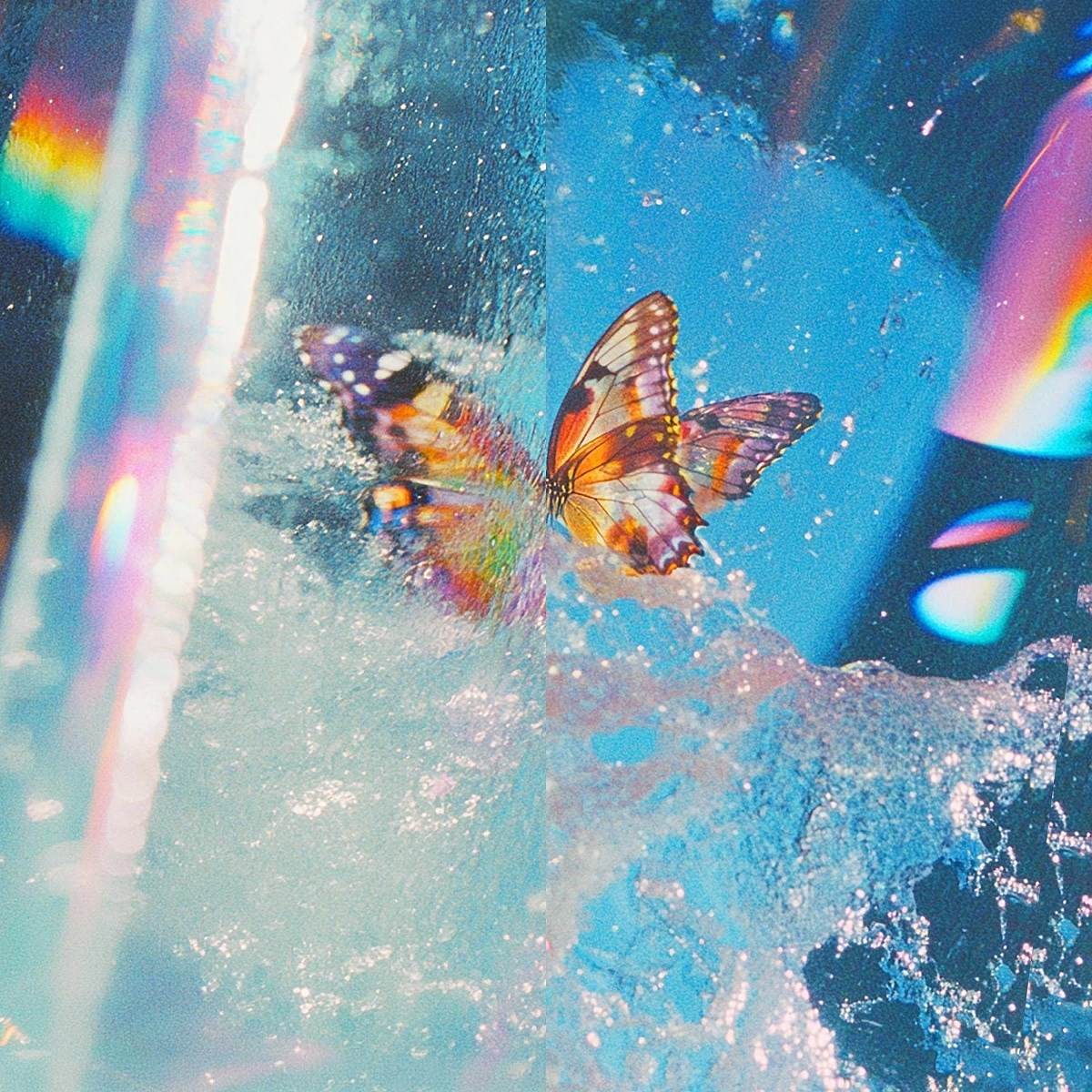 Afbeelding van Daphni - Butterfly