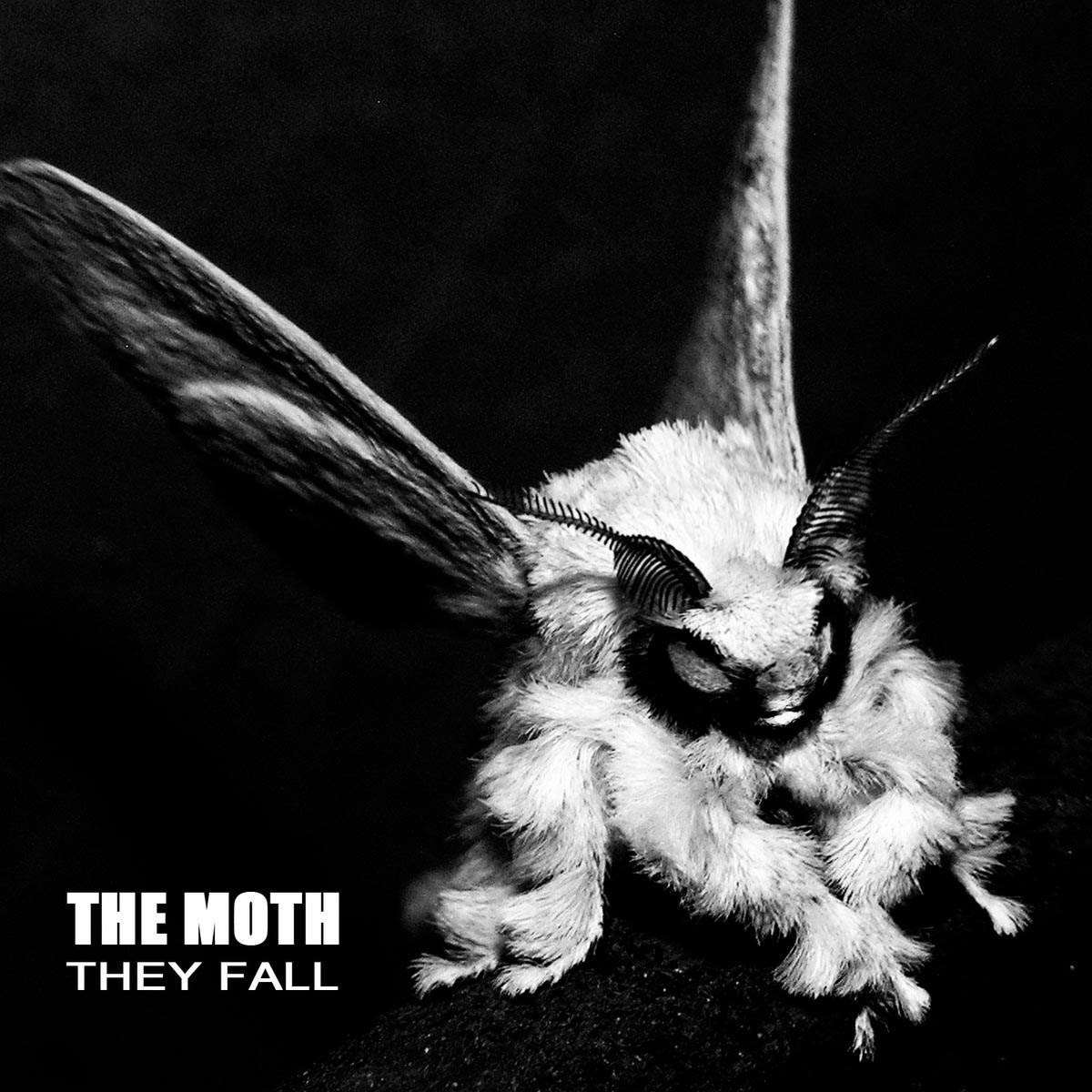 Afbeelding van The Moth - They Fall