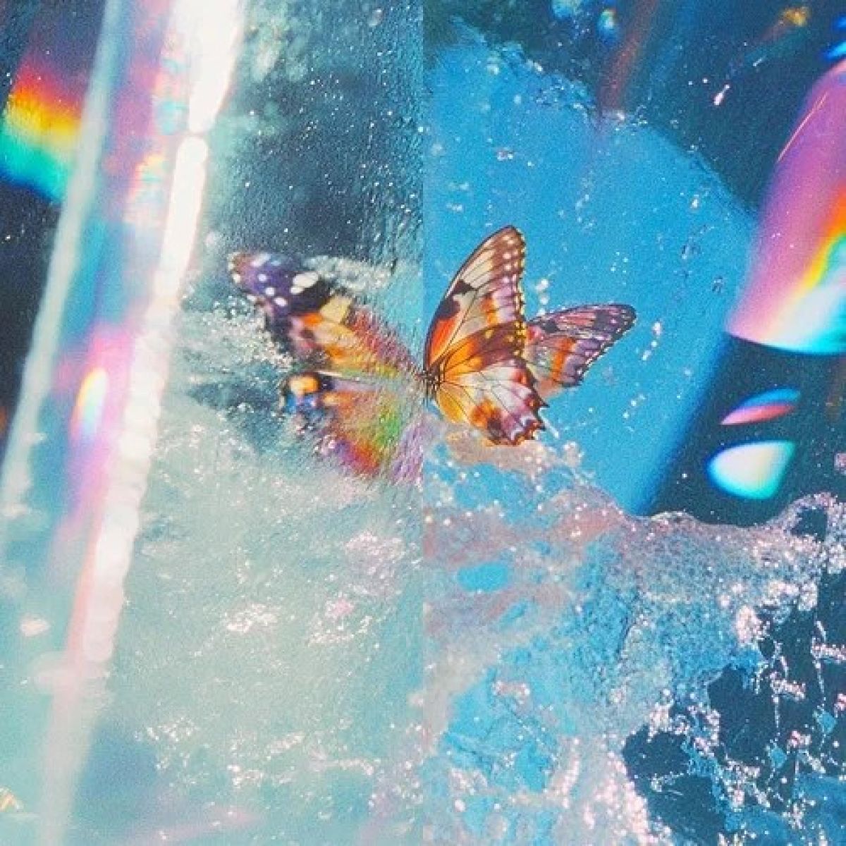 Afbeelding van Daphni - Butterfly