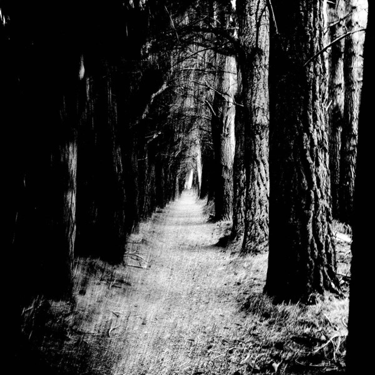 Afbeelding van Stray Theories - Falter