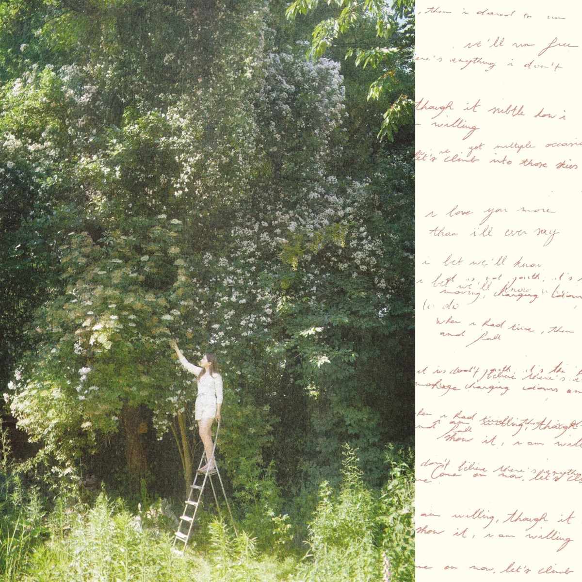 Afbeelding van Ivy Falls - Sense & Nonsense