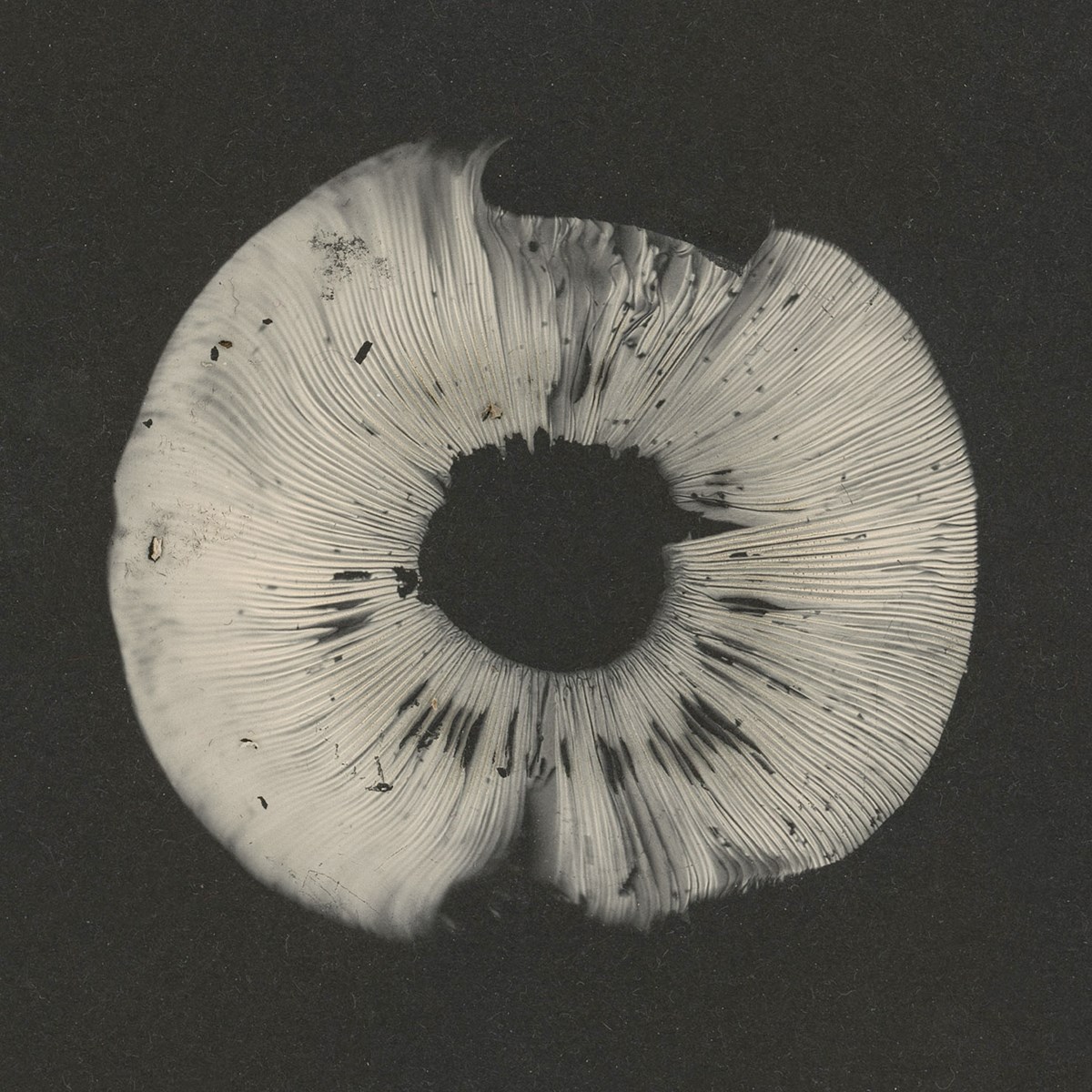Afbeelding van Various Artists - Cycles 2: Cyclic Law's 20th Anniversary Label Sampler
