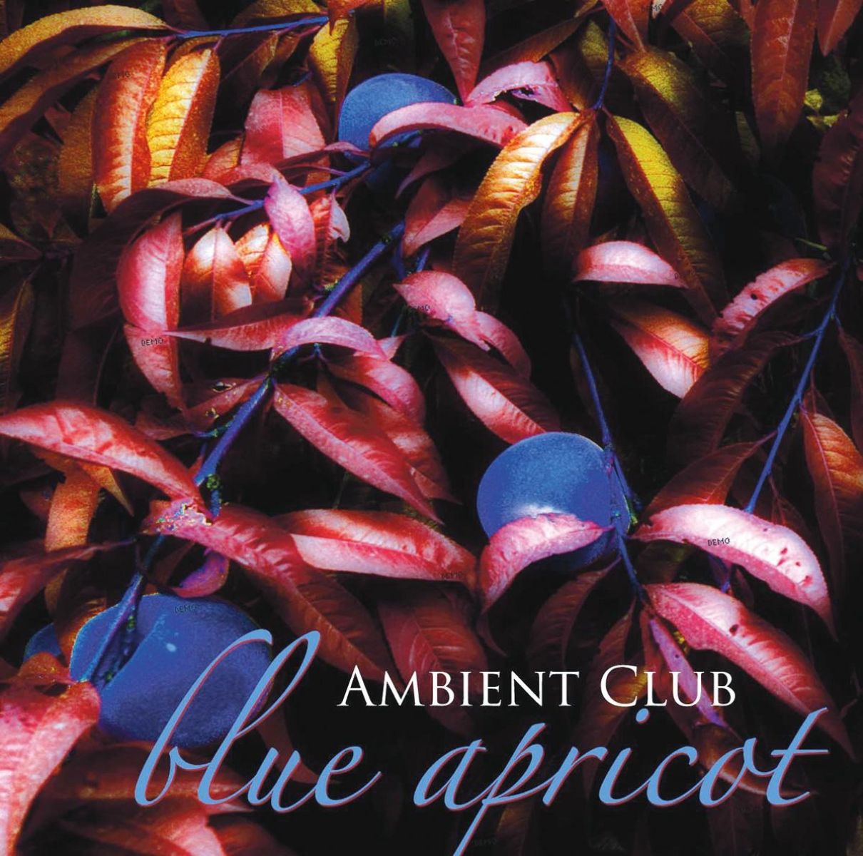 Afbeelding van Ambient Club - Blue Apricot