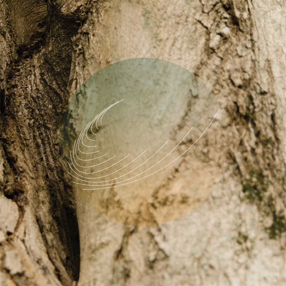 Afbeelding van Field Works - Maples, Ash, And Oaks: Cedars Instrumentals