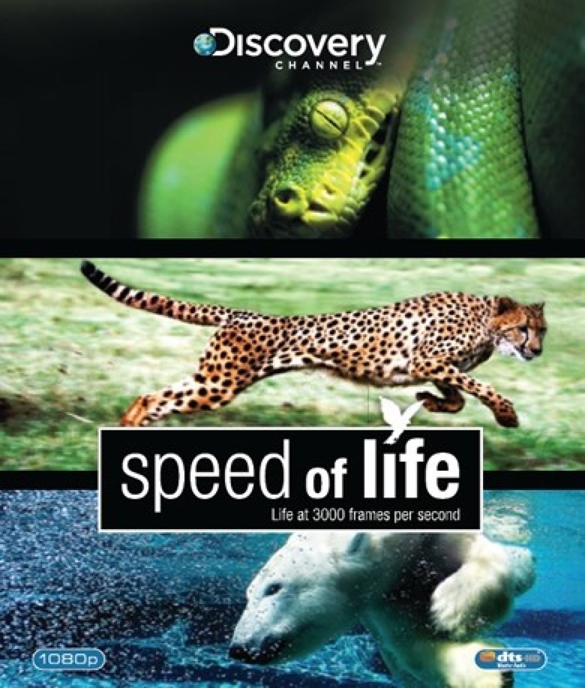 Afbeelding van Speed Of Life