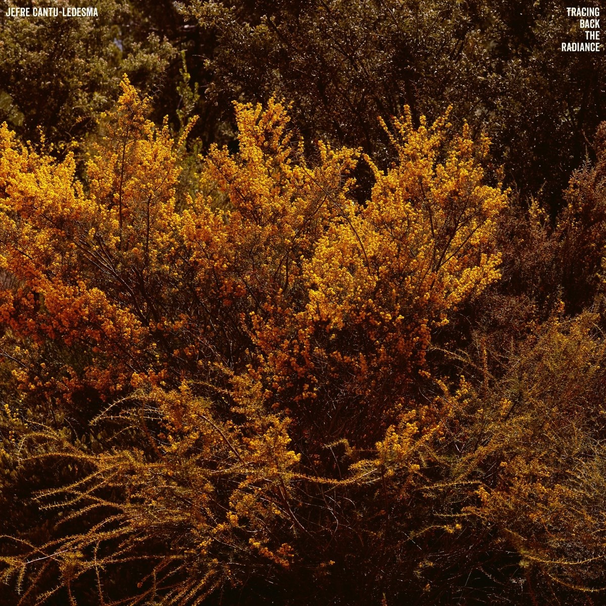 Afbeelding van Jefre Cantu-Ledesma - Tracing Back The Radiance