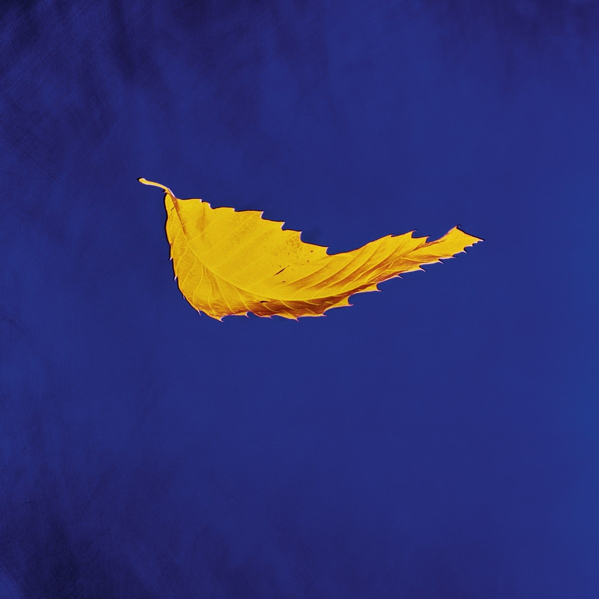 Afbeelding van New Order - True Faith / 1963