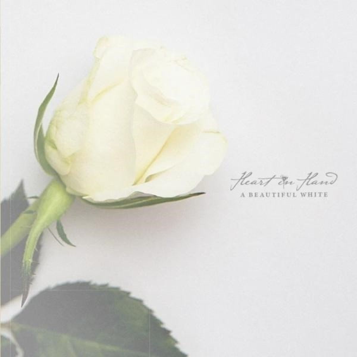 Afbeelding van Heart In Hand - A Beautiful White