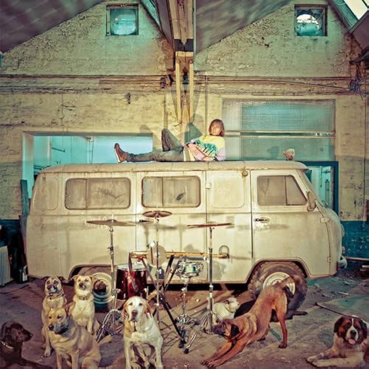Use - Chien De La Casse