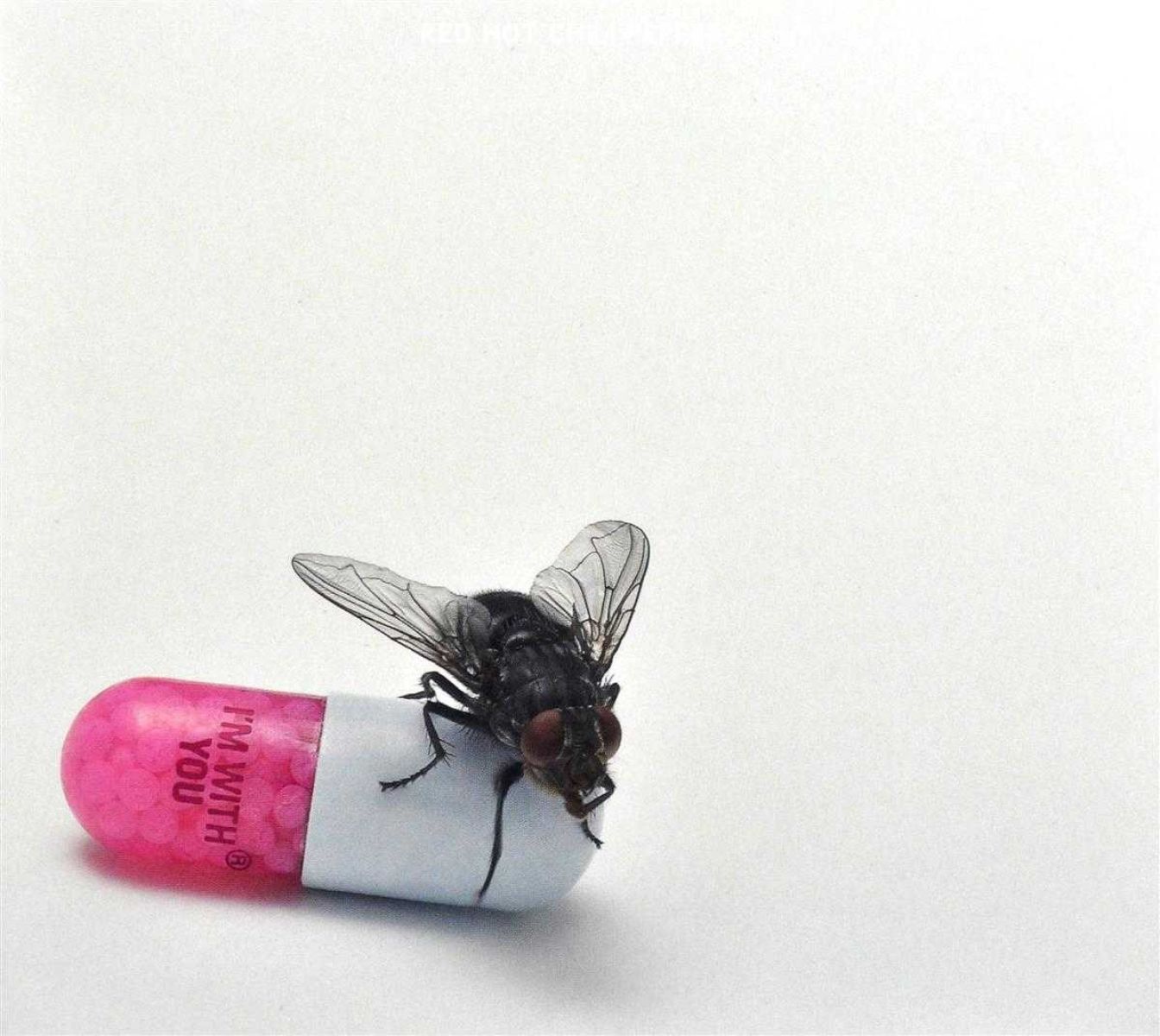 Afbeelding van Red Hot Chili Peppers - I'm With You