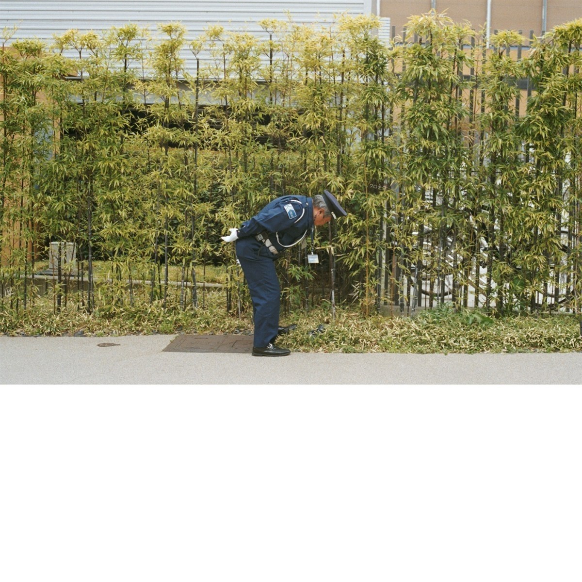 Afbeelding van Gold Panda - Good Luck And Do Your Best