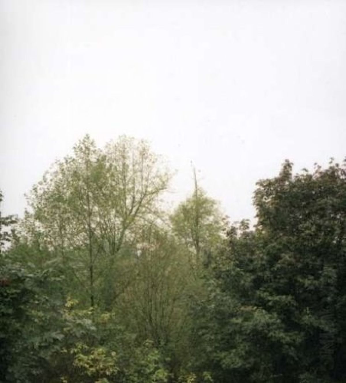 Afbeelding van Growing - The Soul Of The Rainbow And The Harmony Of Light