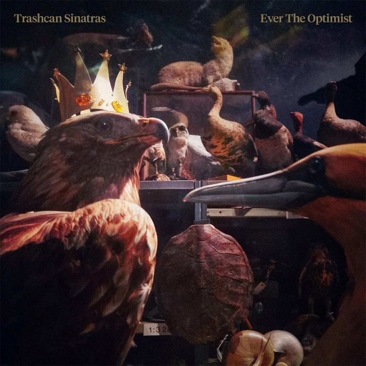 Afbeelding van Trashcan Sinatras - Ever The Optmist
