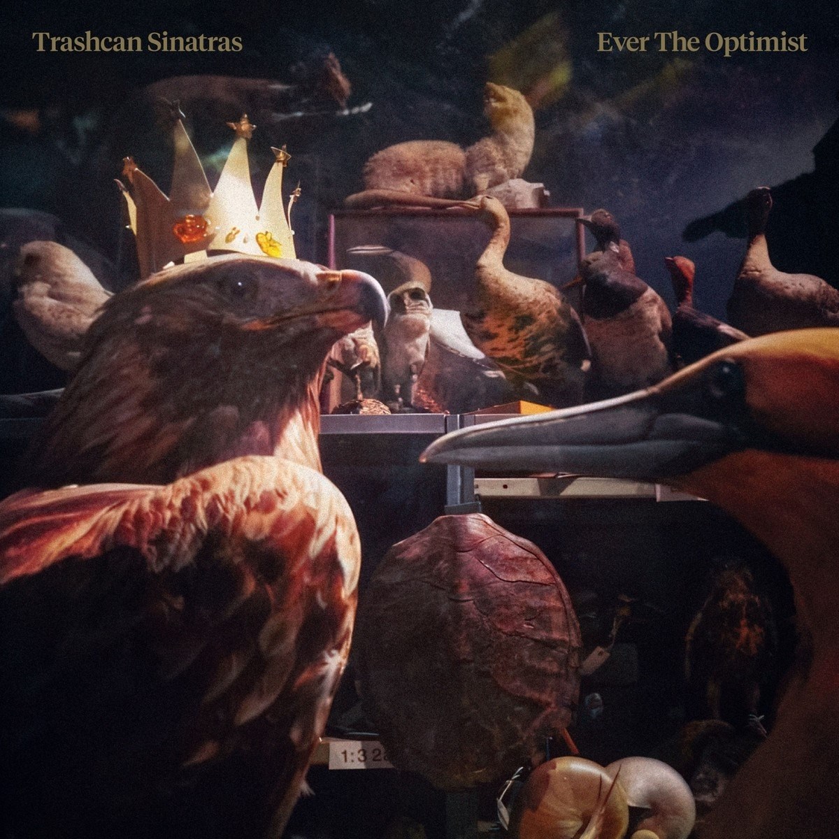 Afbeelding van Trashcan Sinatras - Ever The Optimist