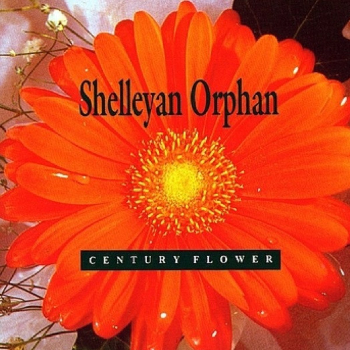 Afbeelding van Shelleyan Orphan - Century Flower