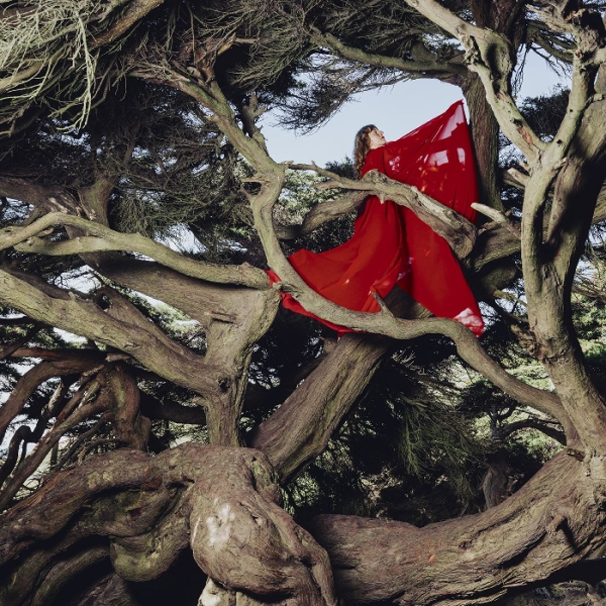 Afbeelding van Hannah Frances - Nested In Tangles