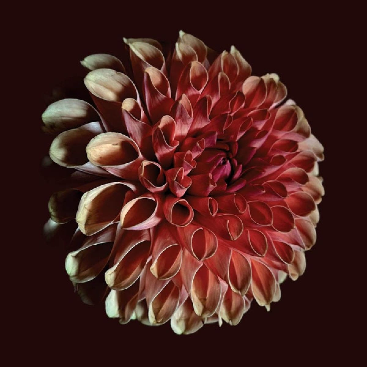 Afbeelding van Jessica Moss - Unfolding