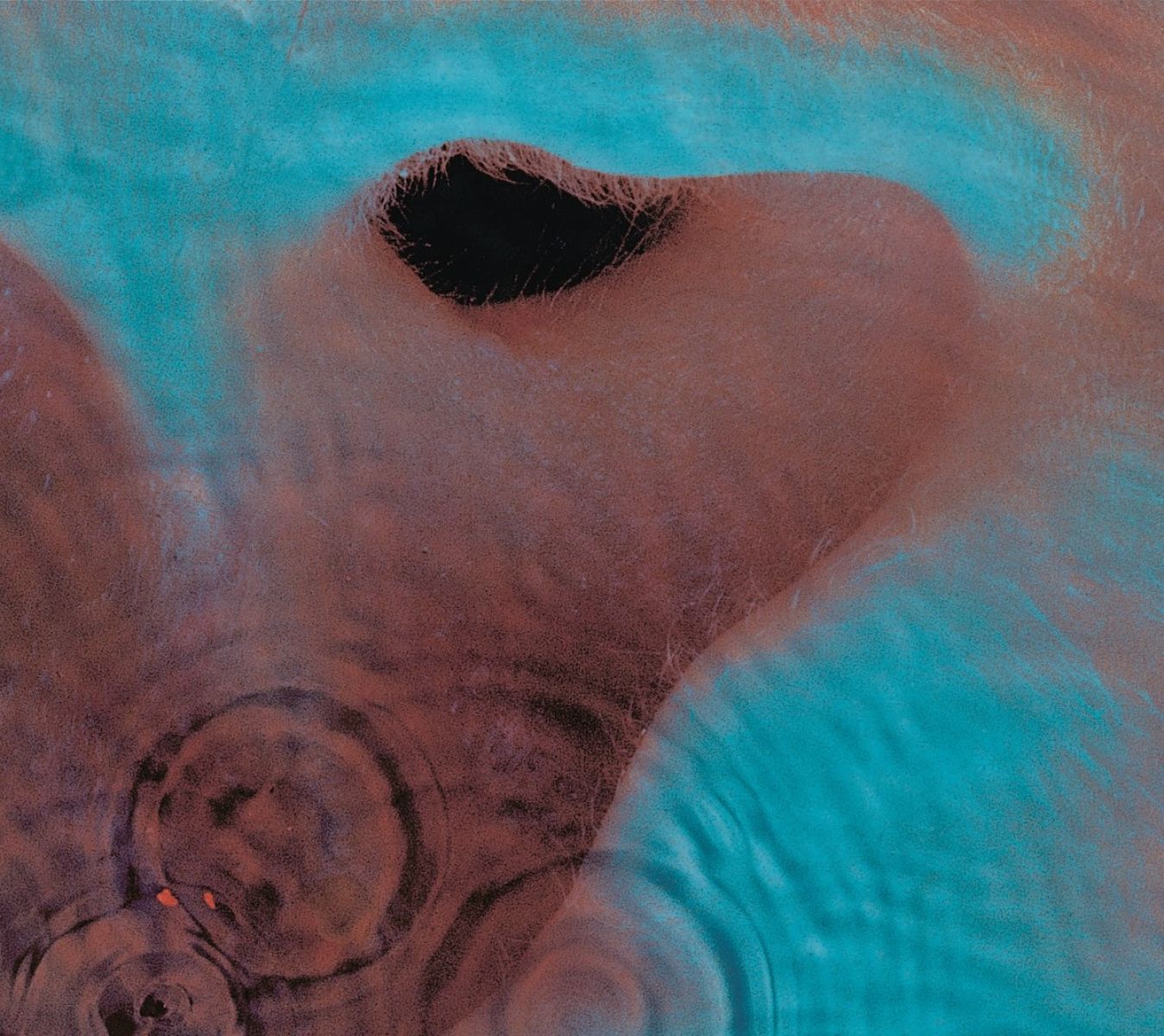 Afbeelding van Pink Floyd - Meddle