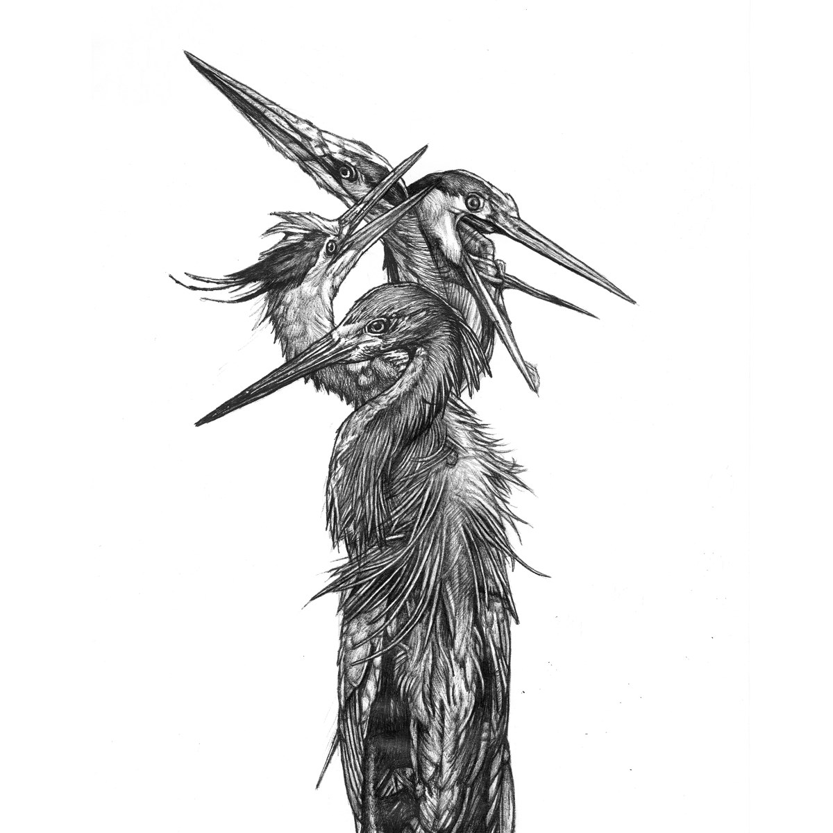 Afbeelding van Grand Blue Heron - Hatch